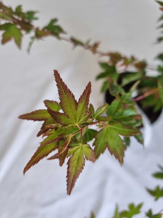 Bonsai Klon Palmowy Acer palmatum 'Little Princess' 50 cm Doniczka 2L