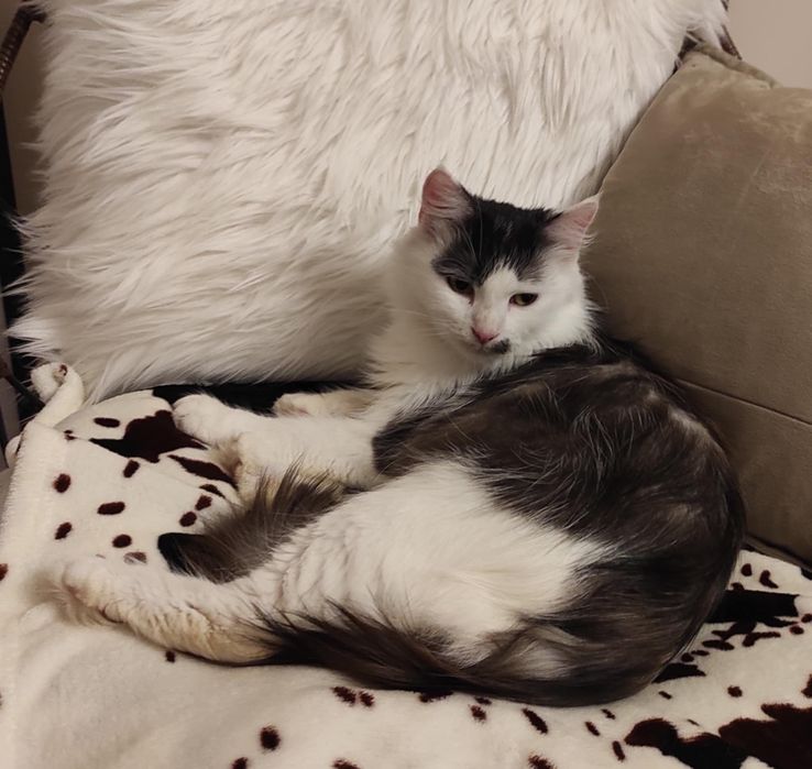 Kotka Calineczka do adopcji