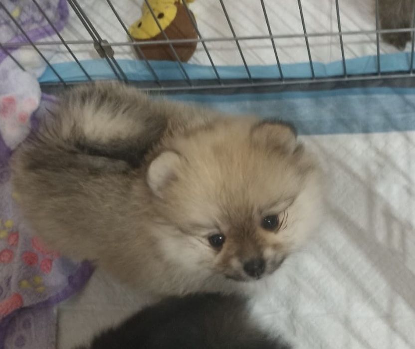 Szpic miniaturowy pomeranian