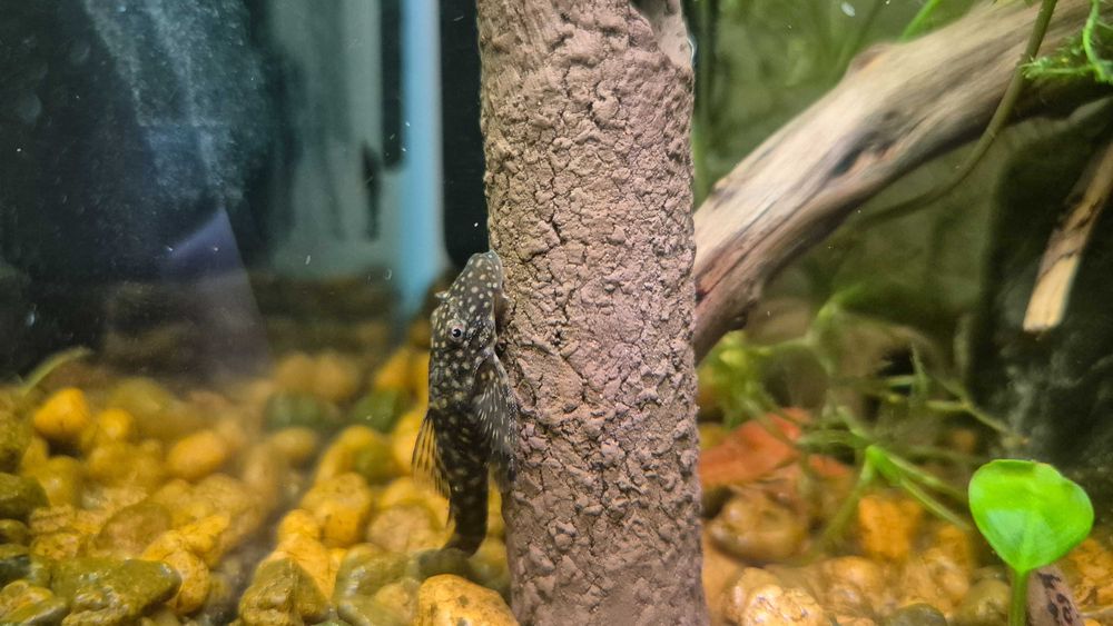 sprzedam glonojady (zbrojnik plamisty) 3 pln / sztuka