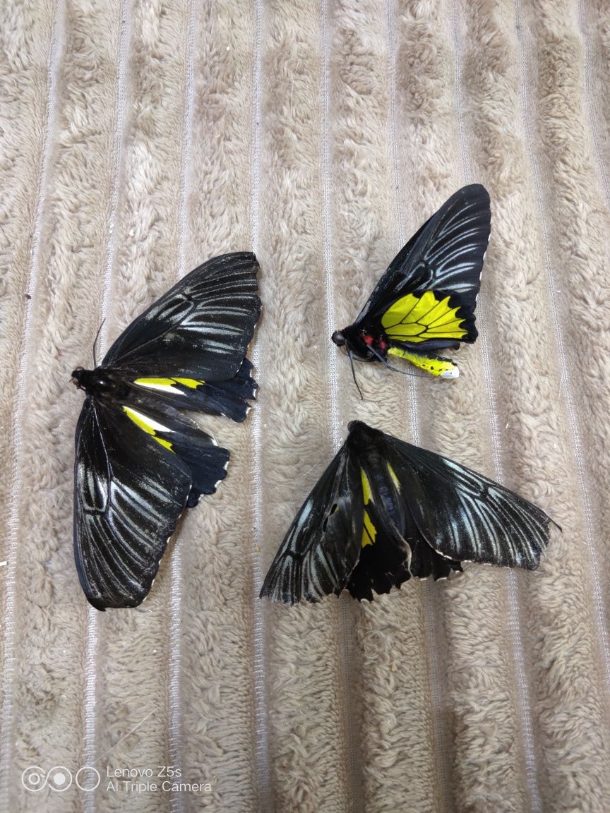 Продам три засушенные бабочки