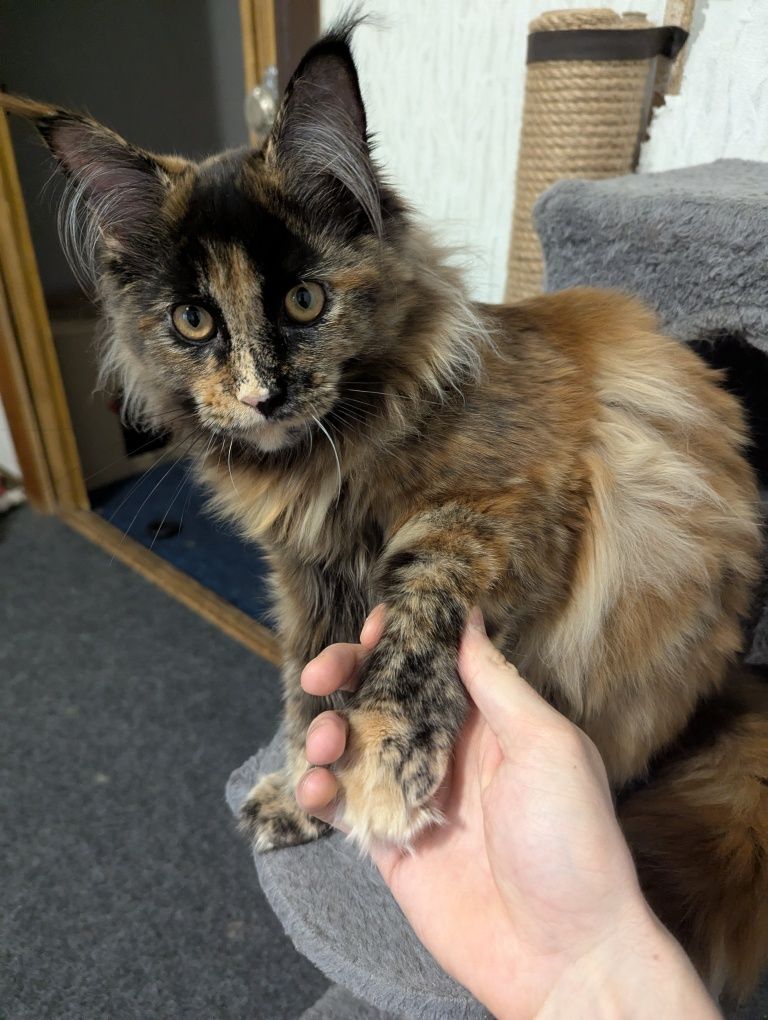 Котёнок Мейн Кун Кошеня Мейн кун Рыжий кот Кошка Девочка