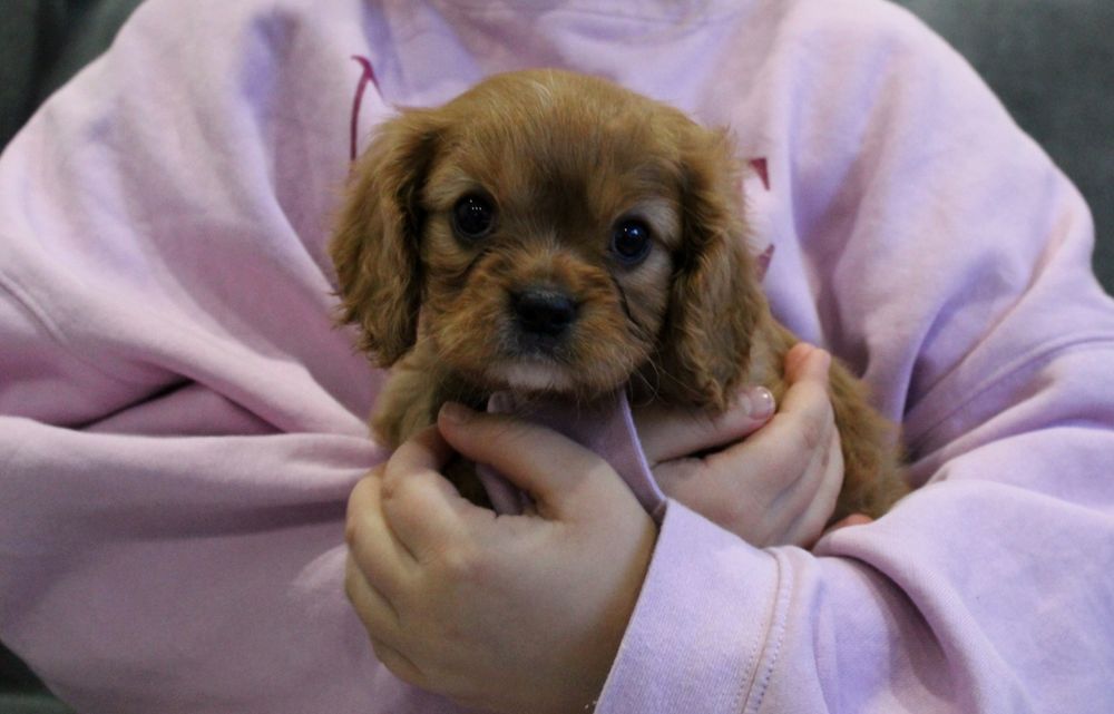 Cavalier King charles spaniel cudny chlopiec