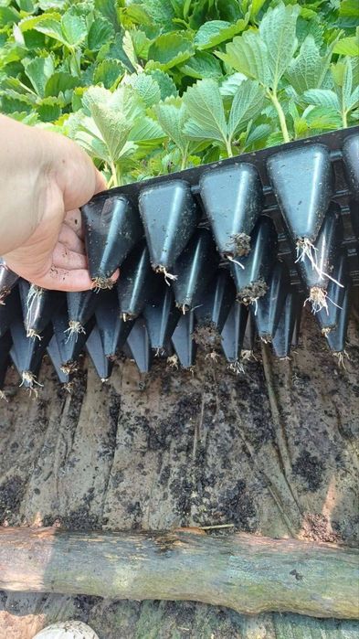 Саженцы винограда – редкие и популярные сорта! Клубника