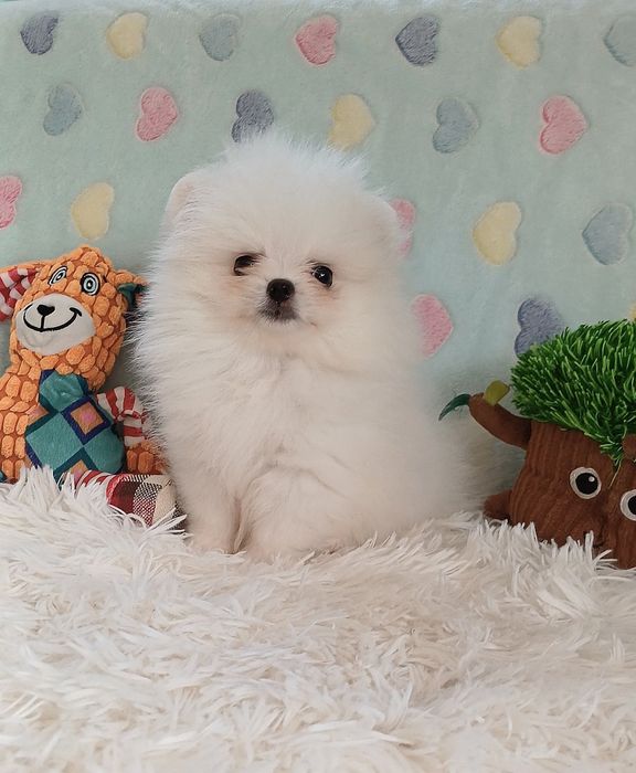 Piesek maleńkich rozmiarów Szpic Miniaturowy-Pomeranian.