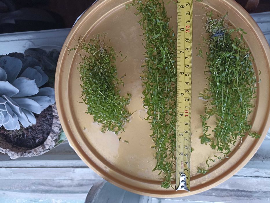 Акваріумні рослини та креветки