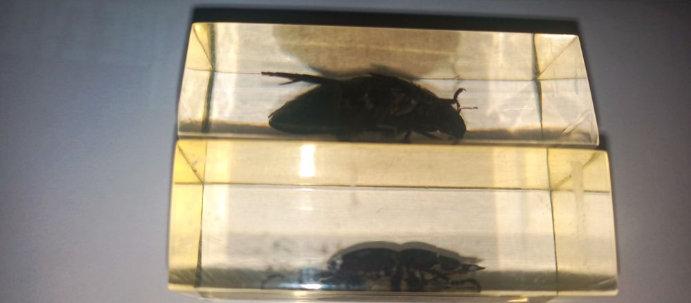 Жуки в стекле новыее