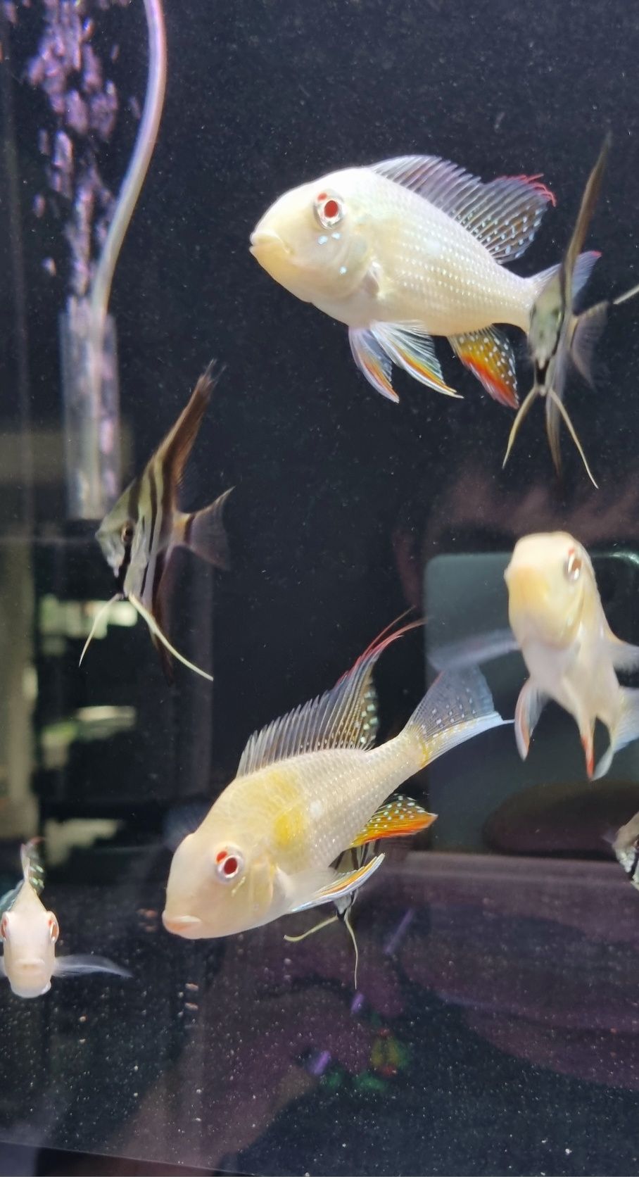 Acarichthys heckelii albiono/ ziemiojad albinos