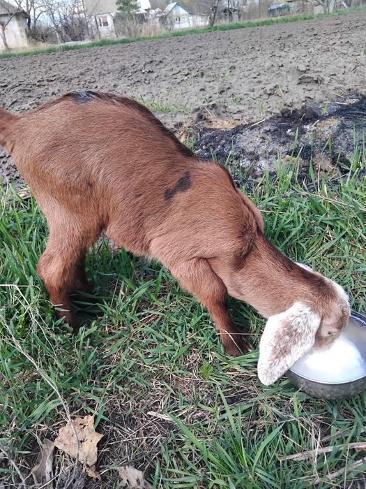 Козенята нубійські