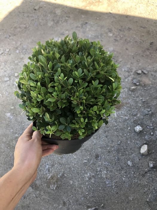 Ostrokrzew bukszpanowy kulka 60 zl kalisz wysyłka