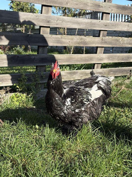 Koguty Kochin Olbrzymi