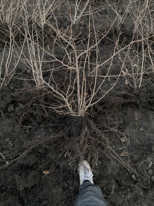 Саджанці грецького горіха, фундука