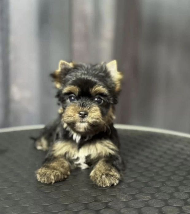 Малышня йорков  бэби Фэйс