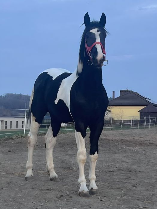 Koń wałach srokaty