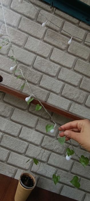 Кімнатні квіти алое санса сансевієрія діоскорея слонова