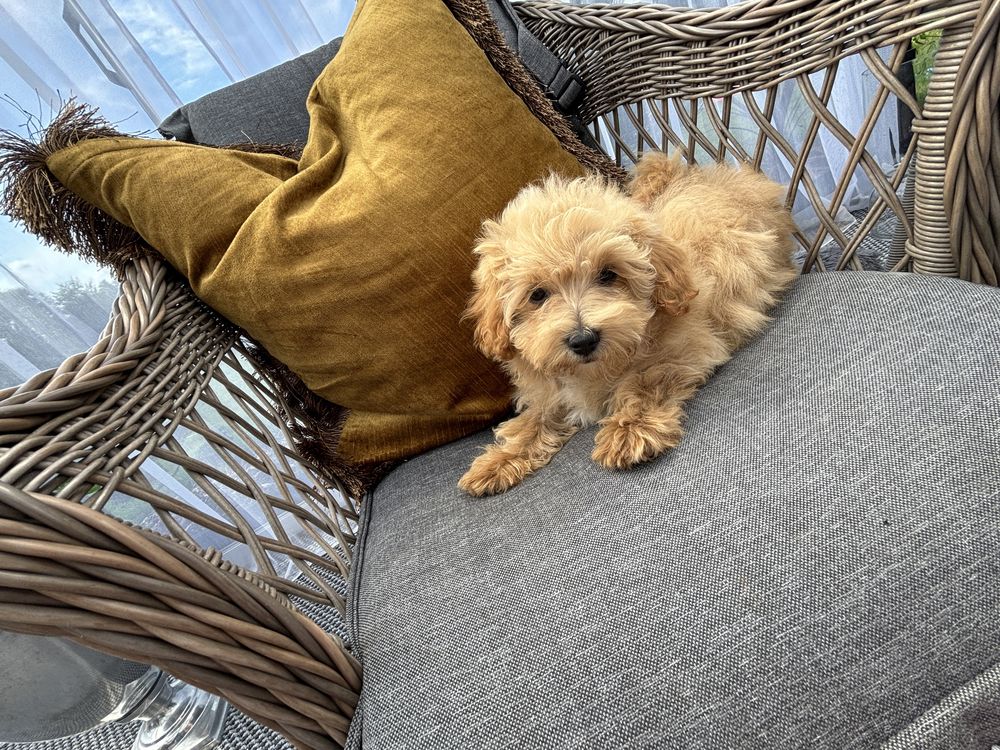 Uroczy piesek maltipoo
