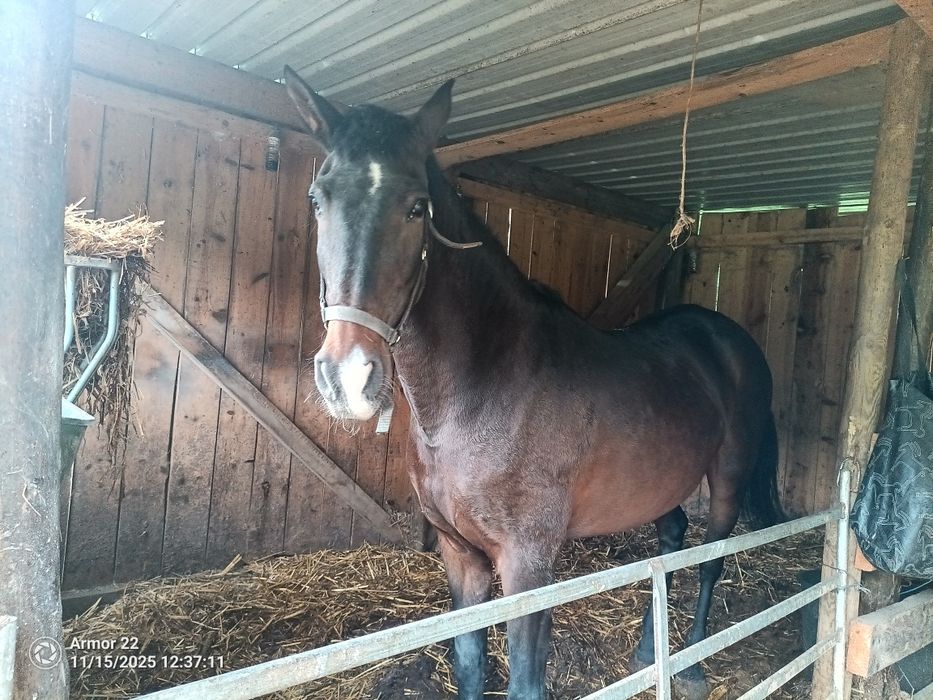 Égua cruzada mansinha