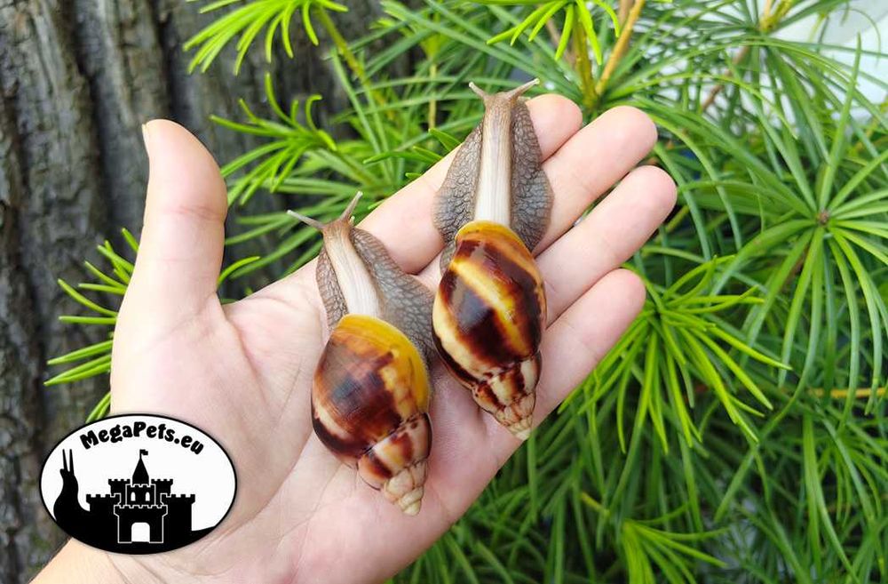 Lissachatina fulica różne odmiany Ślimaki afrykańskie Achatina Sepia