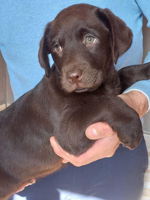 Хлопчик шоколад лабрадорчик доставка по Украіні, Німеччину