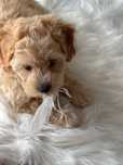 Piękny piesek Maltipoo toy