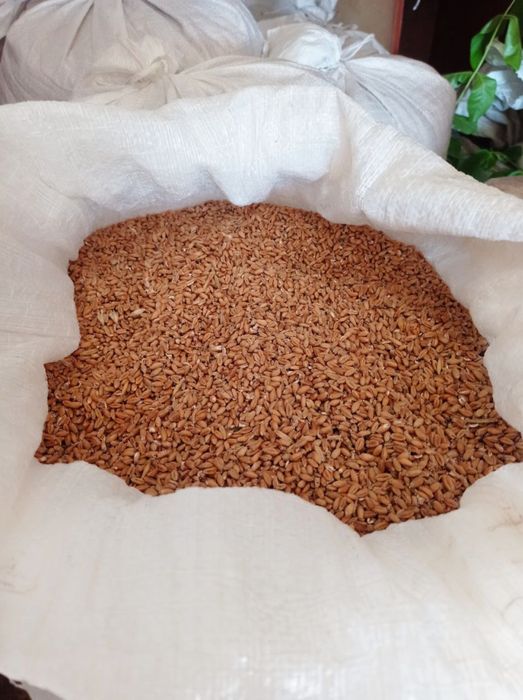 Продам зерно  8 грн