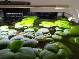 Limnobium gąbczaste