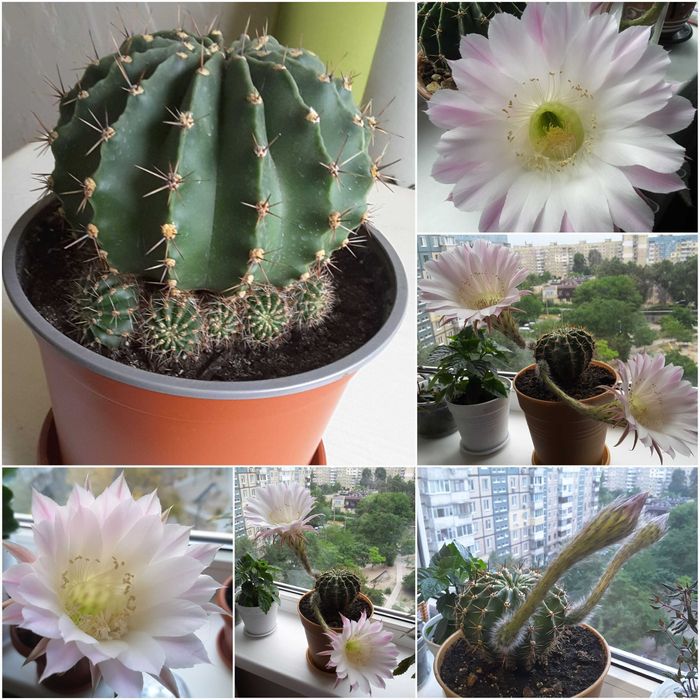 БОЛЬШИЕ - Пальма, Адениум, Гранат на штамбе, Эхинопсис, Хлорофитумы