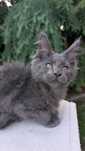 Kocurek Maine Coon blue solid. Zapraszamy