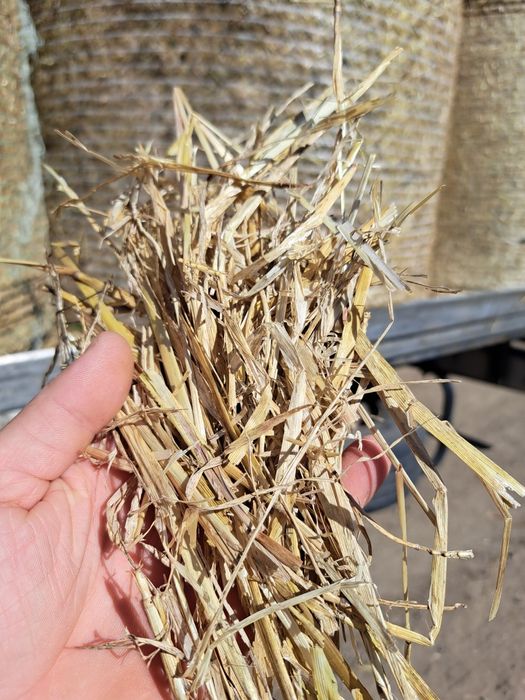 Słoma sucha dla zwierząt / ściółka dla koni bydła / słoma w balotach
