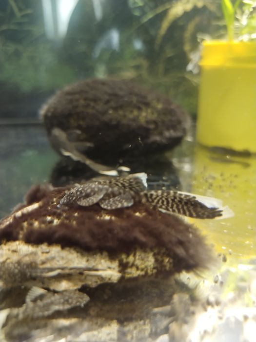 Zbrojniki Ancistrus Long Fin