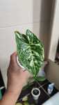 Syngonium zroślicha Panda