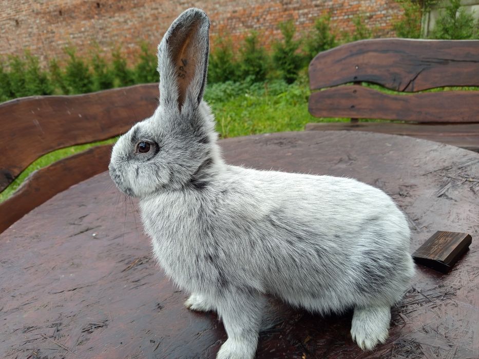 Wielki Jasnosrebrzysty