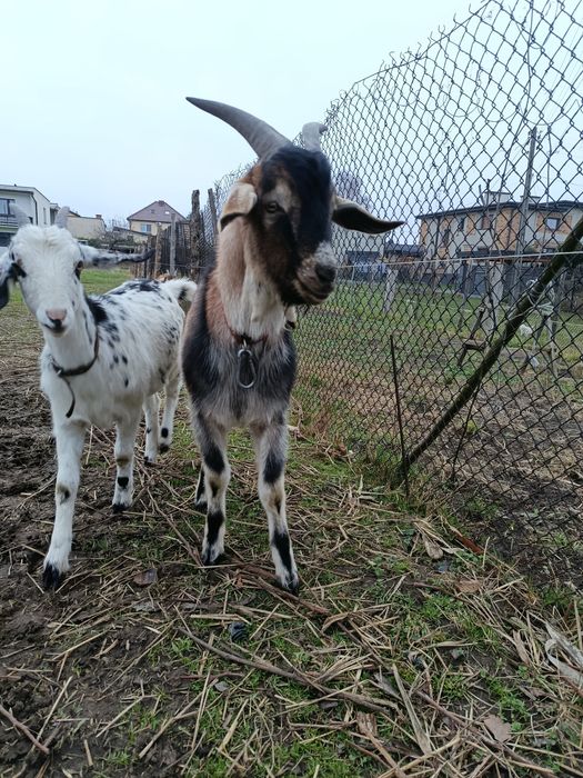 Kozioł koziołek cap capek koza