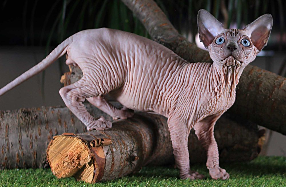 Топ эксклюзив, высшего качества. Шкурастый мальчик.