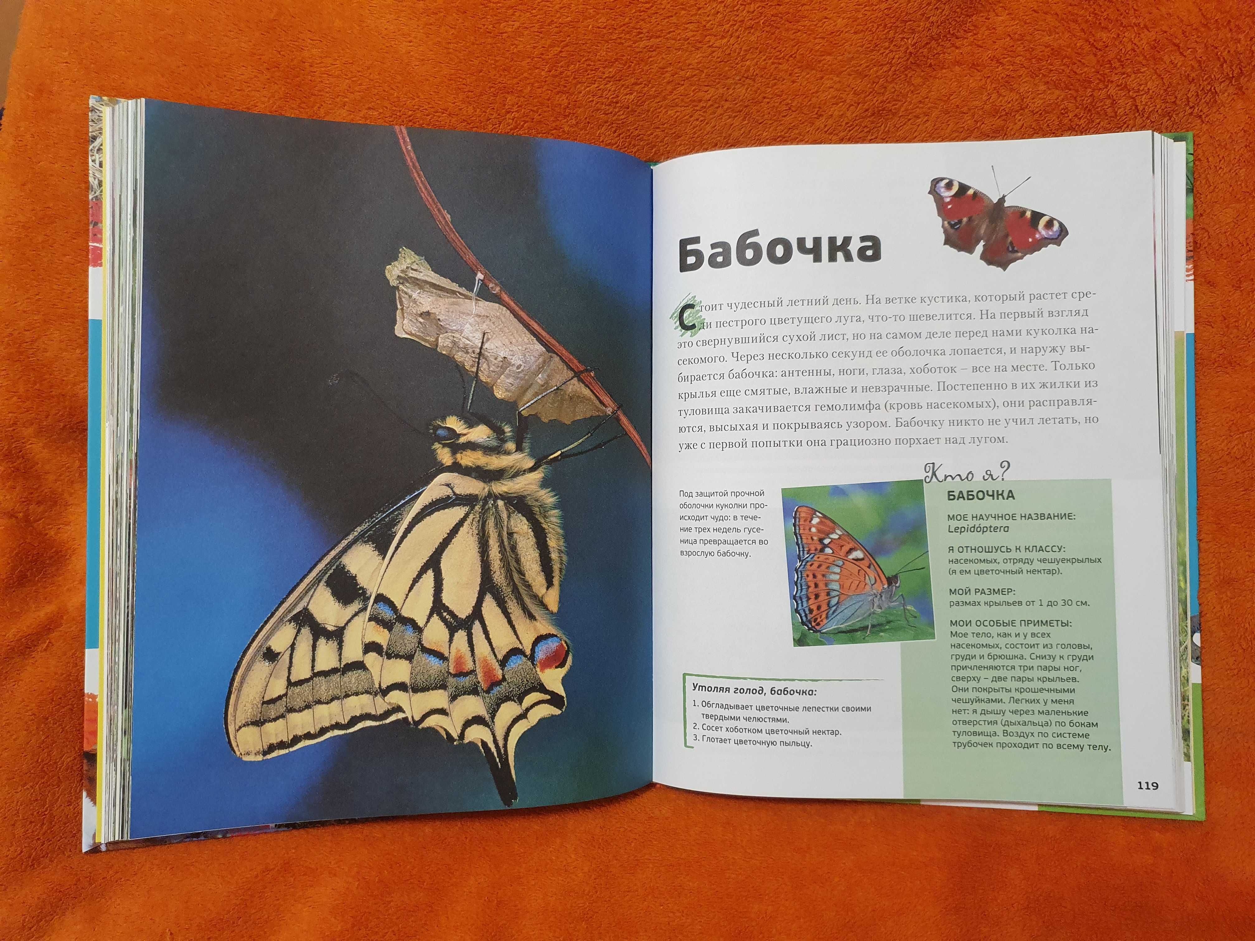 Энциклопедия животных для детей Знакомые малыши