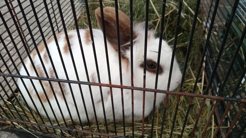 Oddam za darmo królika domowego