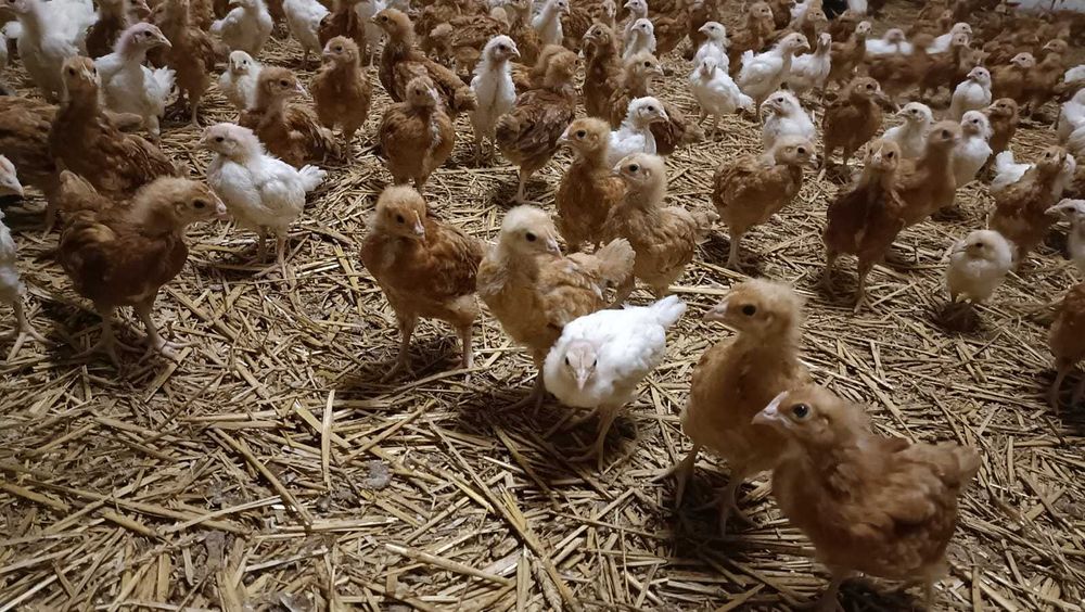 Kury kurki nioski kokoszki rosa lohman leghorn 4 tyg