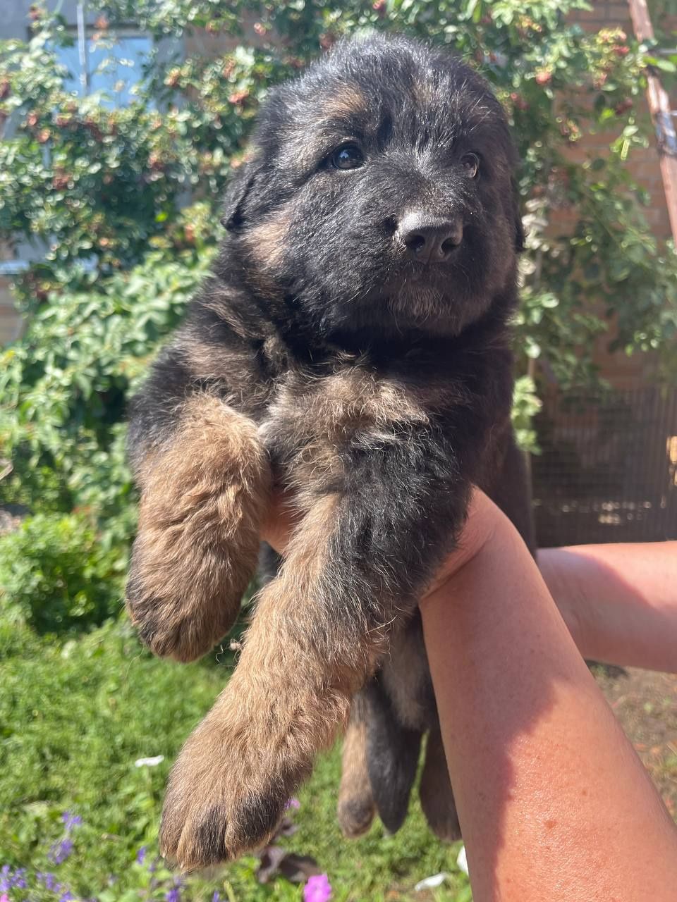 Продам цуценят німецької вівчарки.