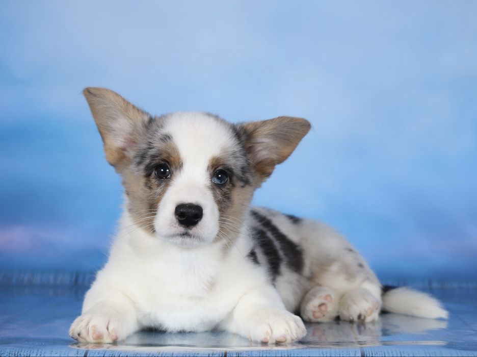 Вельш коргі кардиган