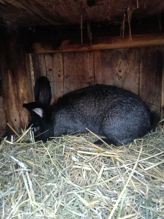 Sprzedam króle belgijskie