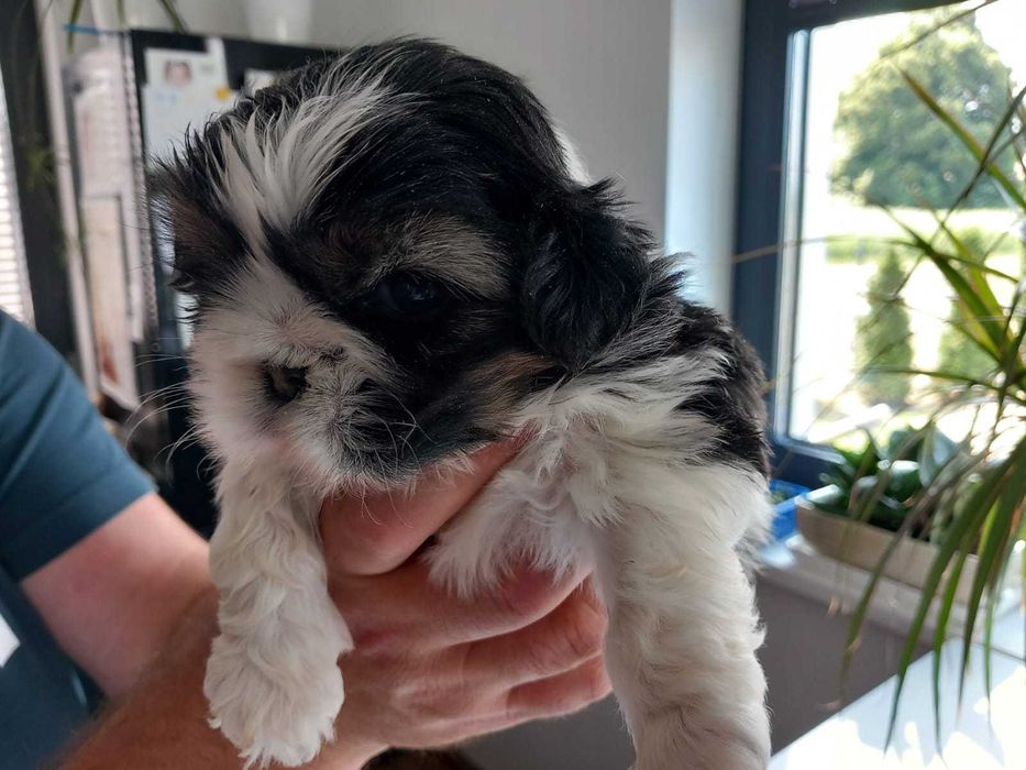 Sprzedam śliczną suczkę Shih tzu