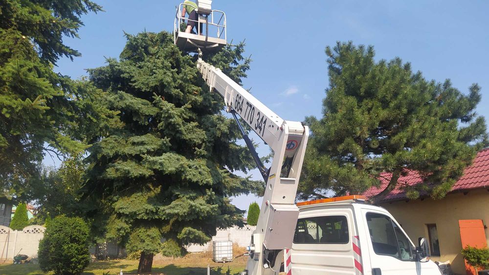 Wycinka pielęgnacja drzew ściąganie jemioły usuwanie posuszu podnośnik