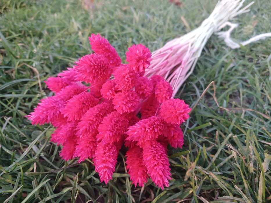 Сухоцвіт фалярис натуральний або фарбований