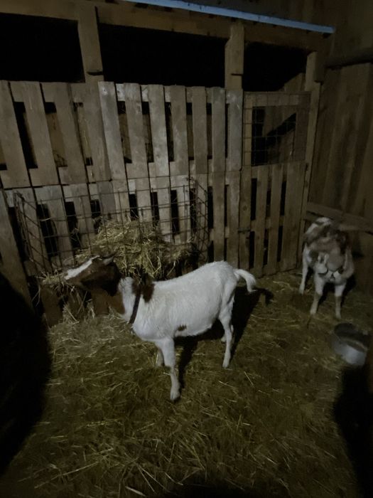 Cabras boer ( macho e femea )