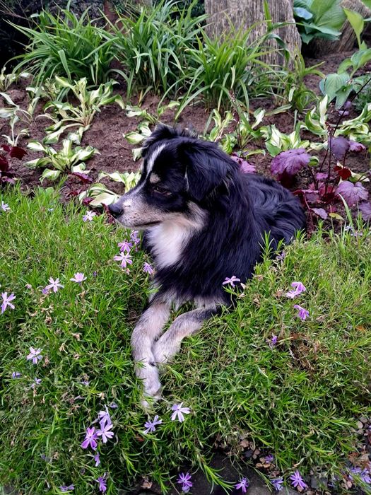 Oddam młodego psa w dobre ręce - Wykastrowany, zaszczepiony