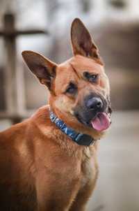 Baxter - energiczny psi psystojniak szuka domu z ogrodem ADOPCJA