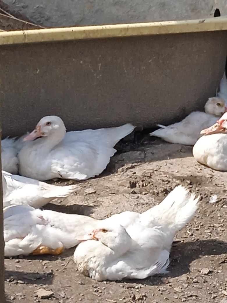 Продам молодих індокачок