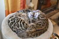 Bengalska kotka Asia gotowa do odbioru  rodowód FPL FIFE.