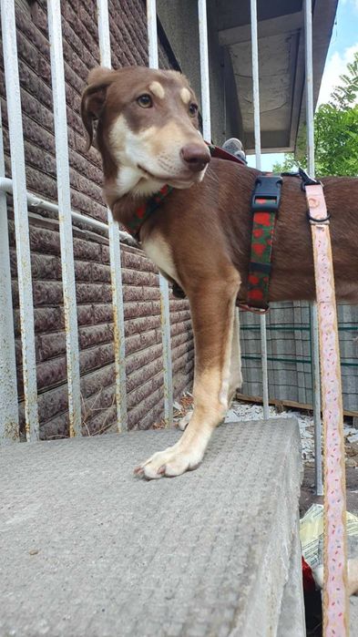 Ośmiomiesięczna suczka do adopcji