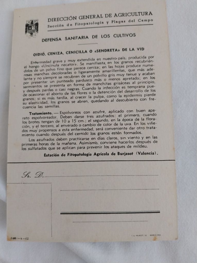 EL GUSANO O MOSCA DE LA ACEITUNA - Dibujo M.González Tolsá. 1960. D. G